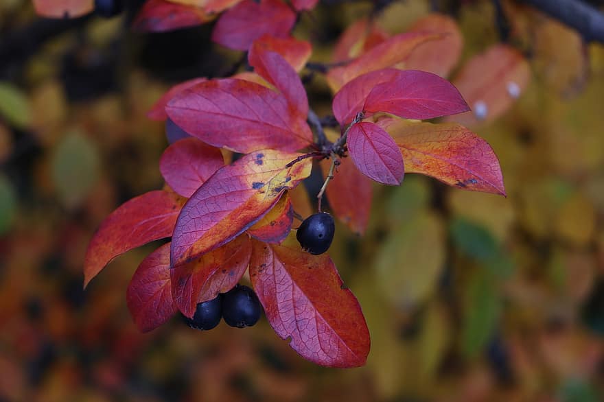 bobule, listy, podzim, ovoce, červené listy, větev, rostlina, keř, Příroda, list, detail