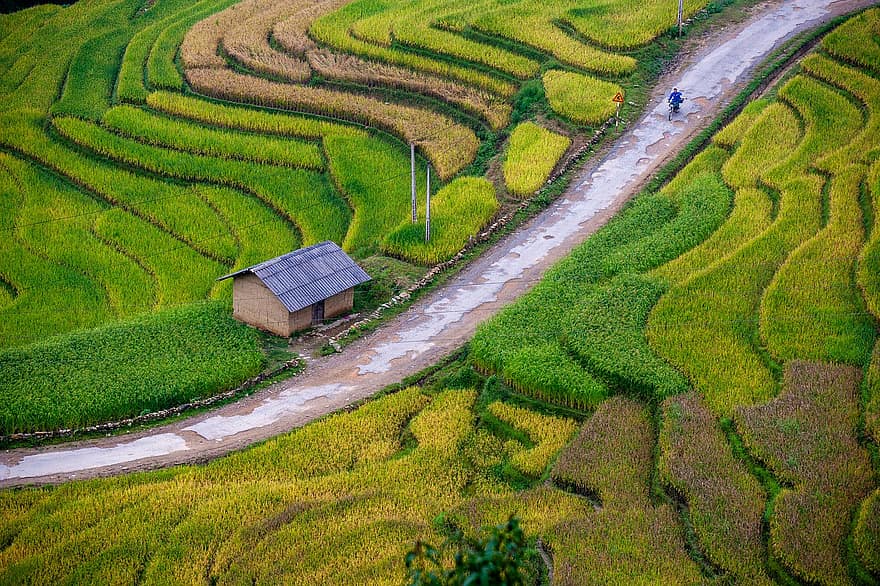 terrazas de arroz, campos de arroz, tierras de cultivo, paisaje, campos, montaña, naturaleza, agricultura, Asia, China, rural