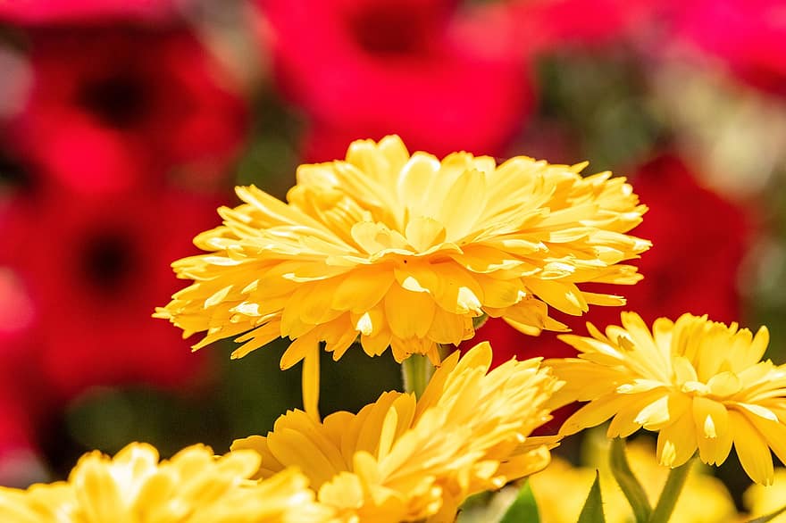 crisantemos, las flores, flor amarilla, pétalos, pétalos amarillos, floración, flor, flora, plantas