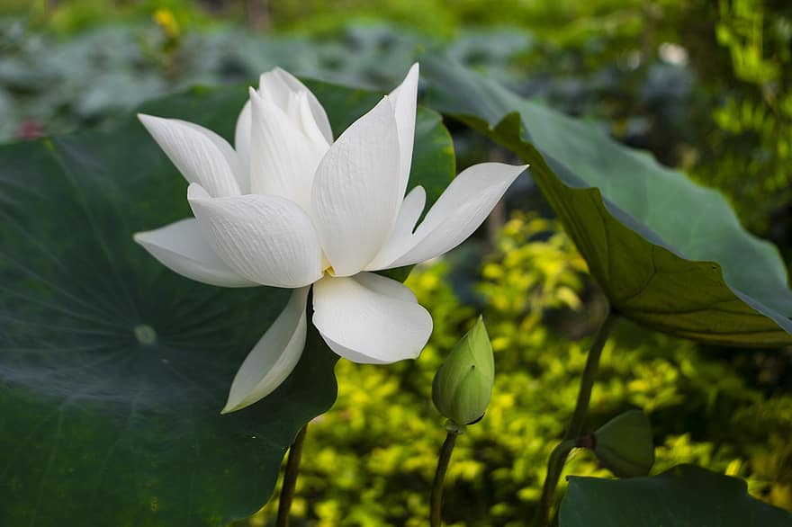 lotus, blomst, Lotus blomst, hvit blomst, petals, hvite kronblade, blomstre, akvatisk plante, flora, blad, anlegg