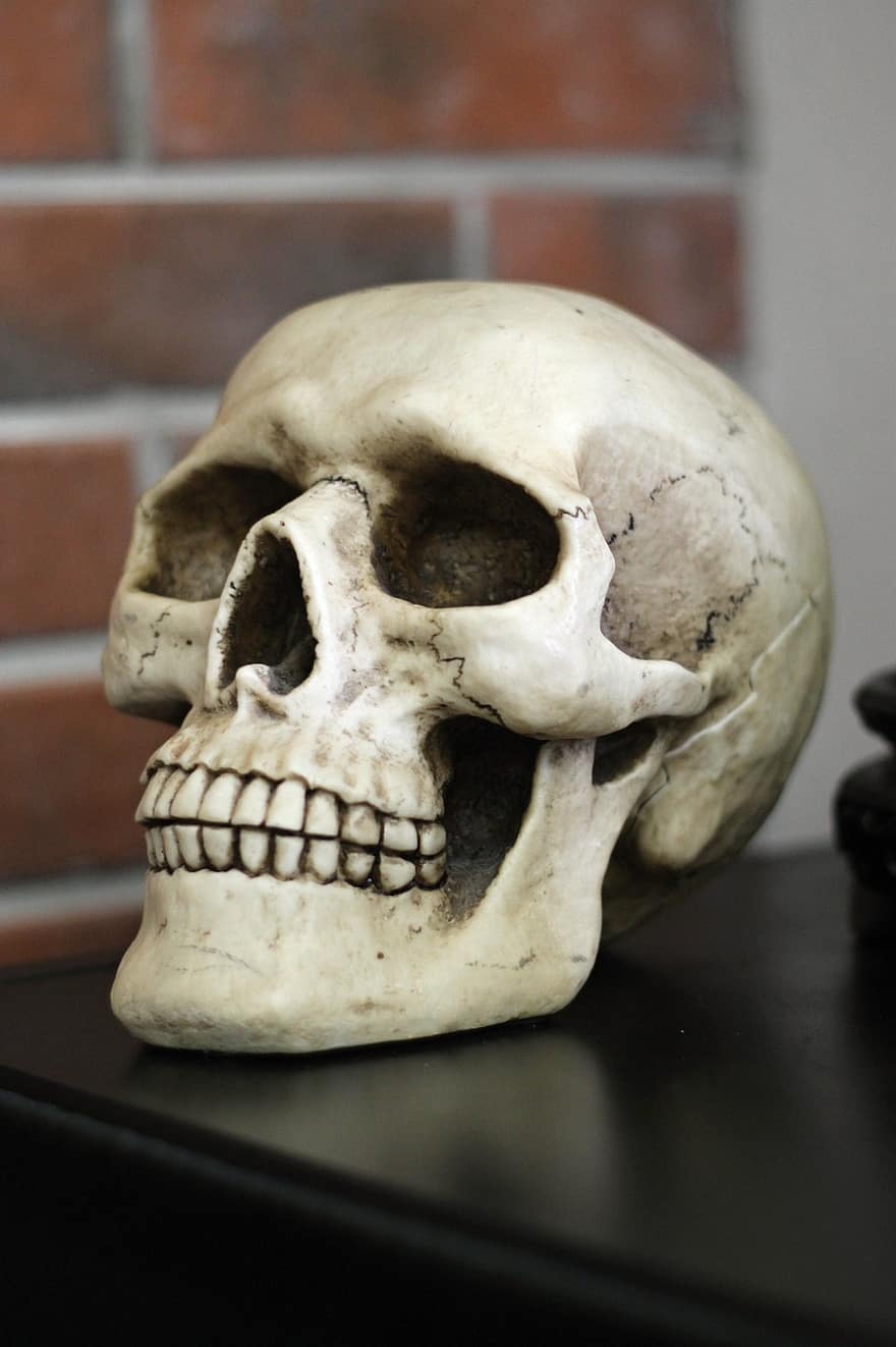 koponya, emberi fej, fogak, csontok, fej, emberi, egy, Egy, csontváz, anatómia, halott