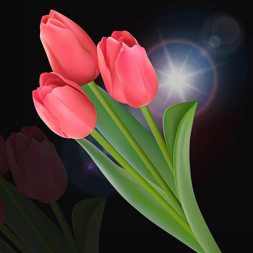 bunga tulp, bunga, menanam, alam, daun, lampu, latar belakang hitam, tulip pink