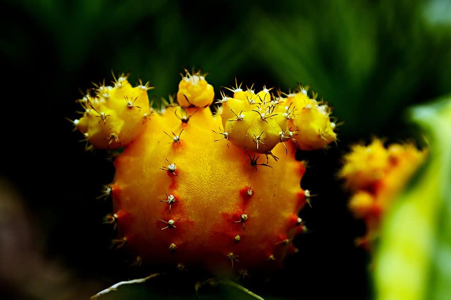 cactus, planta, flora, de cerca, macro, amarillo, color verde, hoja, verano, flor, espina