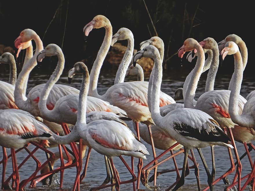 flamingoer, fugle, sø, dyr, sump, natur, Fuglekiggeri, ornitologi, fjer, fjerdragt, Paralimni