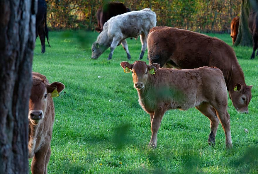 koeien, vee, soorten, fauna, dieren, zoogdieren, kalf, natuur, veld-, landschap, landbouw