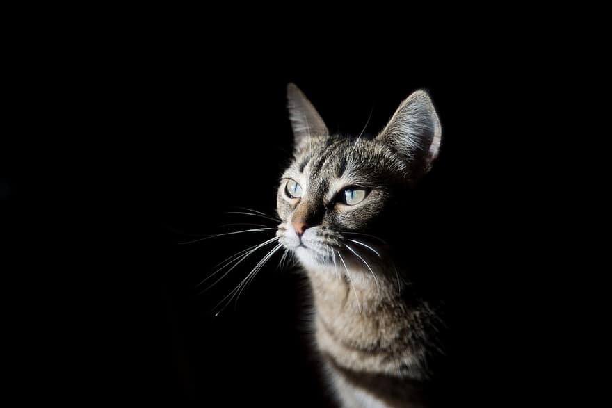 Γάτα, φως, πορτρέτο, αιλουροειδής, τα μάτια της γάτας, κατοικίδιο ζώο, οικιακός, οικιακή γάτα, θηλαστικό ζώο, ζώο