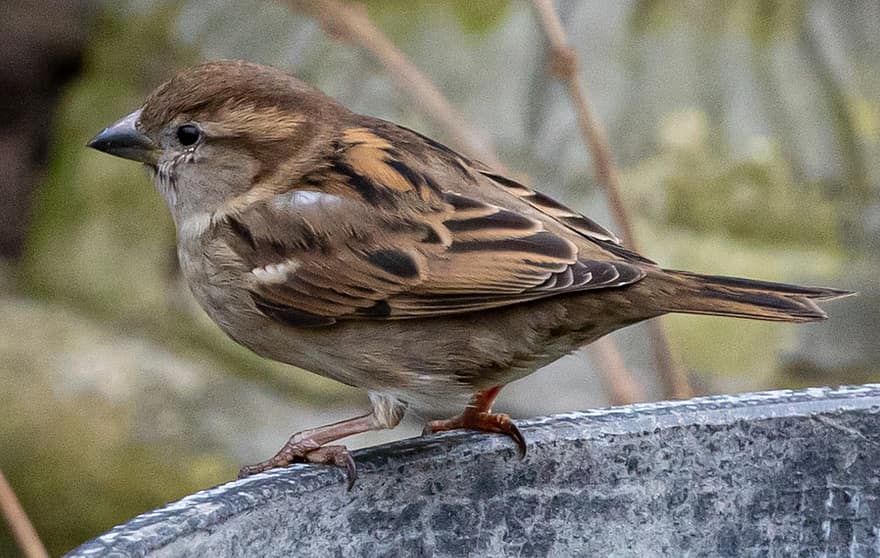 Sparrow, Bird, Perched, Eurasian Tree Sparrow, Female Sparrow, Passerine Bird, Animal, Wildlife, Feathers, Plumage, Garden