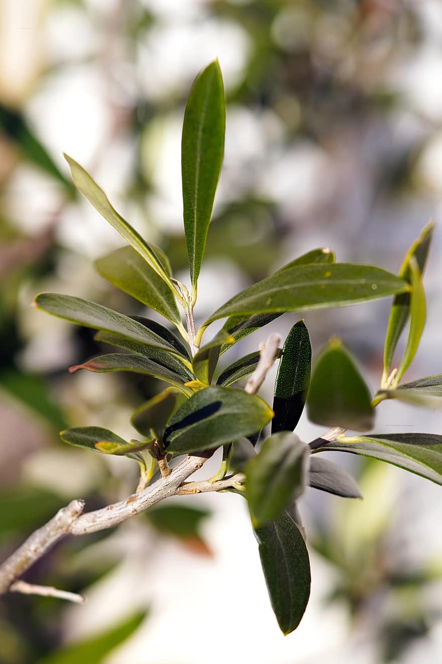 olivträd, gren, oliver, blad, växt, grön färg, närbild, sommar, friskhet, tillväxt, träd