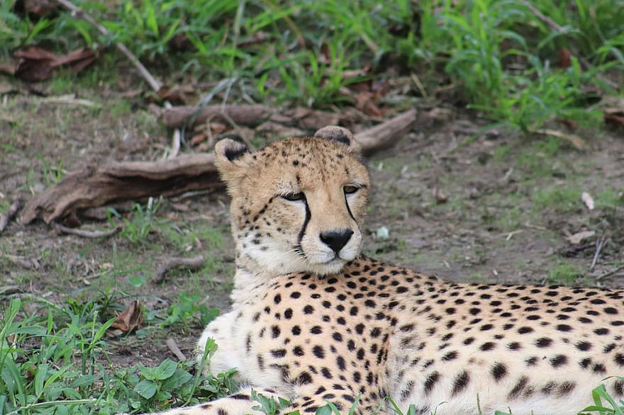 gepard, Natura, dzikiej przyrody