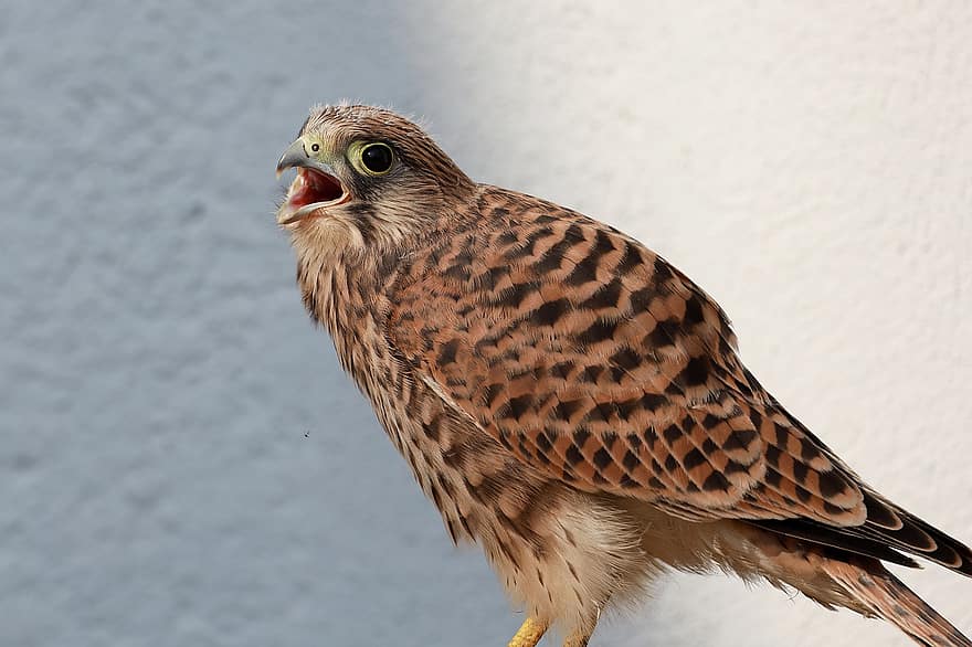 Falcon, Young Hawk, Bird Of Prey, Raptor, Freilebend, Flown, Farley, Kestrel, Young Animal
