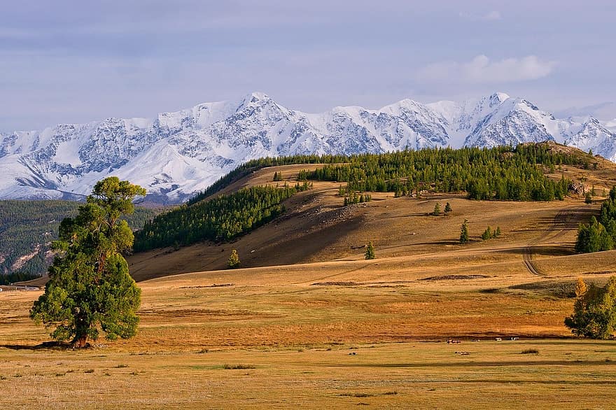 Altai, bjerge, landskab, sne, træer, Mark, steppe, natur, morgen, efterår, bjerg