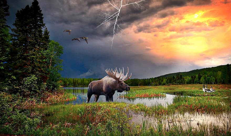 Fantasy, Moose, Wetlands, Elk, Animals, Wildlife, Lightning, Cloudy, Woods, Wilderness, Nature