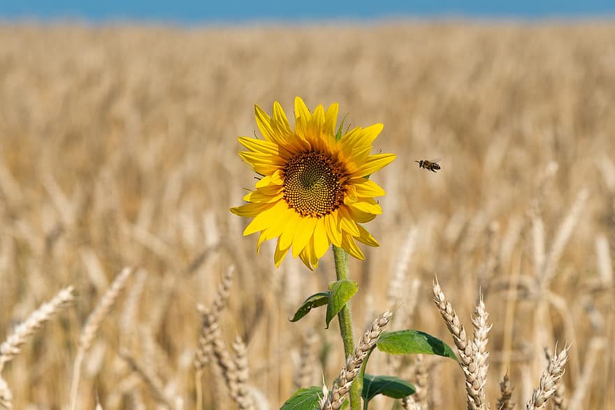 квітка, соняшник, пшениця, поле, пшеничне поле, жовті пелюстки, плантація, цвітіння, природи, бджола, комаха