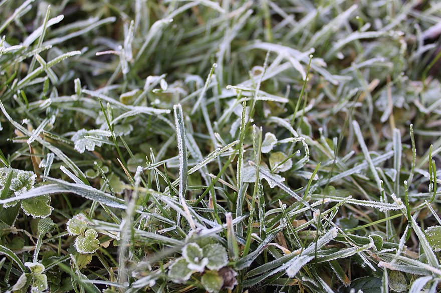 snö, frost, gräs, äng, närbild, växt, is, blad, grön färg, bakgrunder, säsong