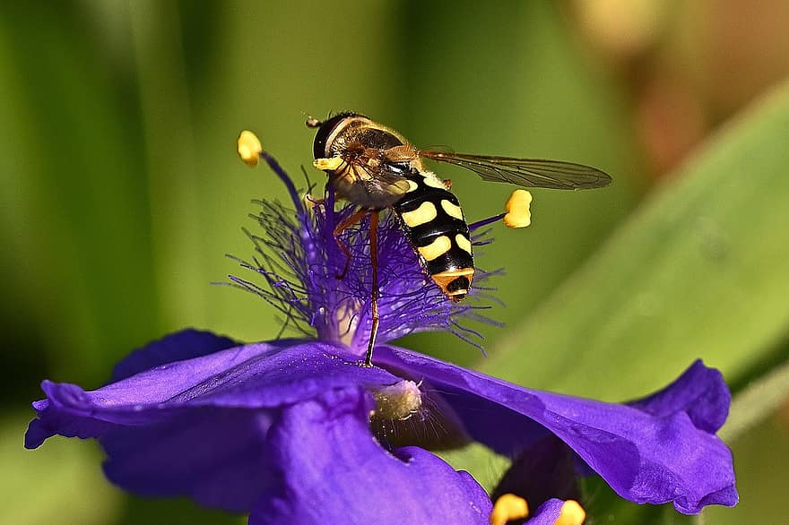 受粉、ホバエ、花、花粉媒介者、昆虫、フラワーフライ、クマバラ、青い花、咲く、開花植物、観賞用植物