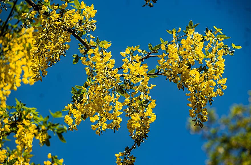 zelta ķēdes koks, laburnum, zelta lietus koks, dzelteni ziedi, ziedi, pavasarī, dzeltens, koks, lapas, filiāle, sezonā