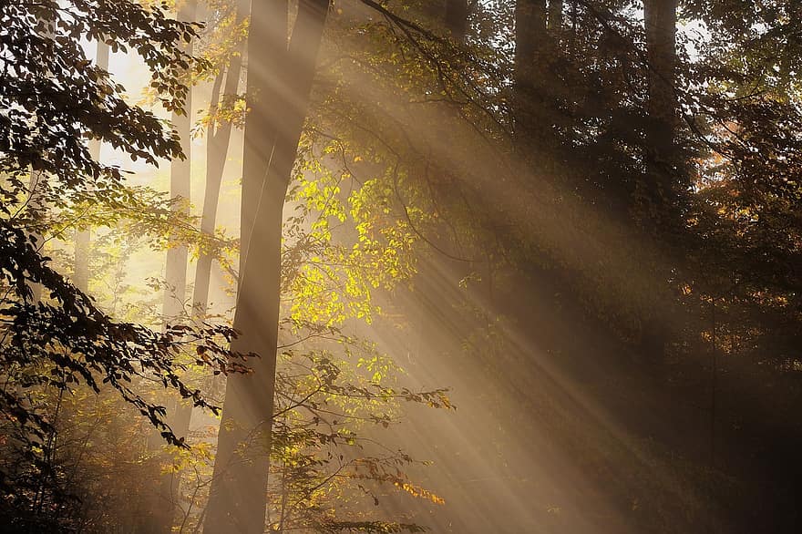 森林、太陽光線、輝く、自然、風景、秋、神秘的な