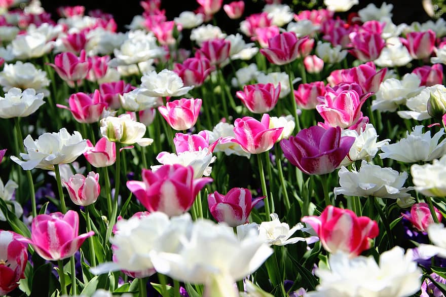 květiny, tulipány, Kvetoucí tulipány, kvetoucí květiny, Příroda, tulipán, květ, rostlina, květu hlavy, svěžest, jaro