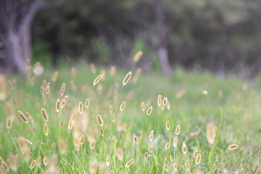 тимофеевка, трава цветы, луг, кошачий хвост, трава, поле, цветущая трава