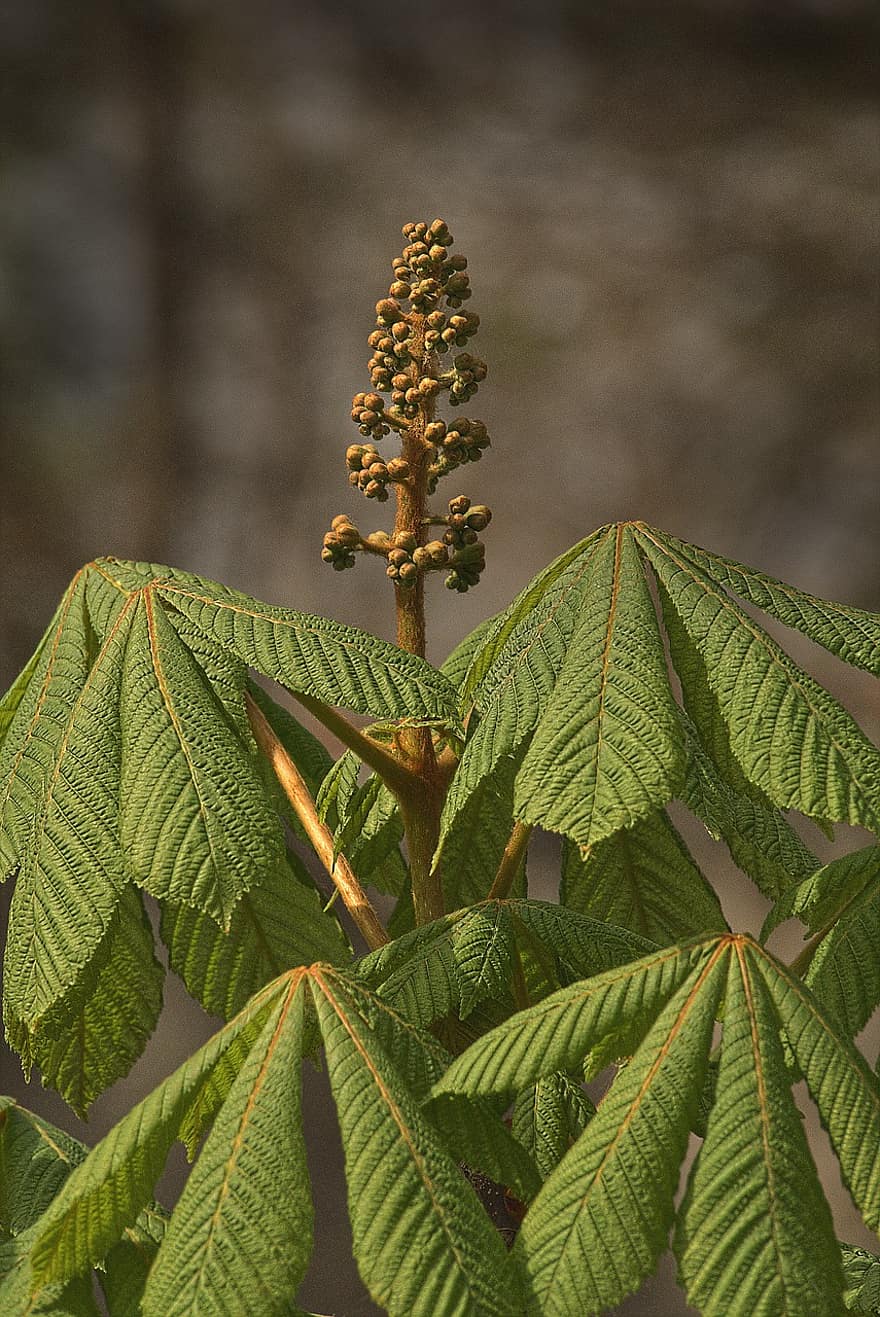 Chestnut, Leaves, Growth, Botany, Foliage, Nature, Fruit Stand, Beech Plants, leaf, plant, green color
