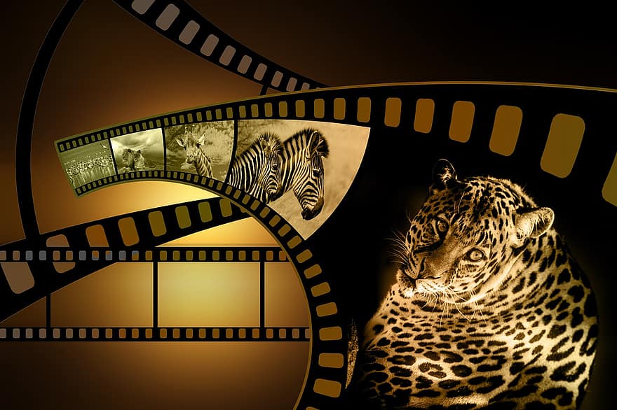fotografia, film, rotolo di pellicola, video, safari, leopardo, zebra, giraffa, collage di foto