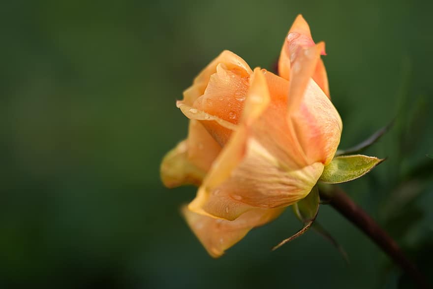 Rose, blomst, orange rose, dug dråber, have, rose blomst, kronblade, rosenblade, flor, blomstre, flora