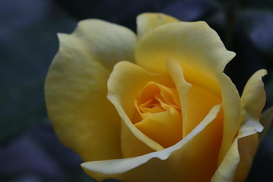 Róża, kwiat, wiosna, roślina, żółta róża, żółty kwiat, płatki, wiosenny kwiat, zbliżenie, płatek, liść