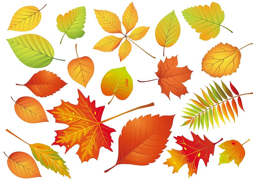 daun, musim gugur, maple, alam, terpencil, vektor, menanam