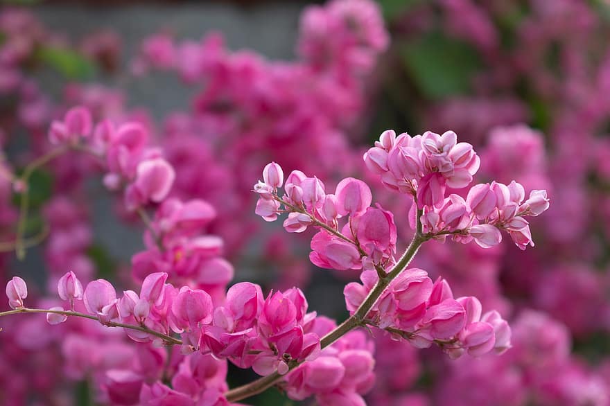 पूर्वी लालबत्ती, फूल, गुलाबी फूल, पेड़, पंखुड़ियों, गुलाबी पंखुड़ी, फूल का खिलना, खिलना, वनस्पति