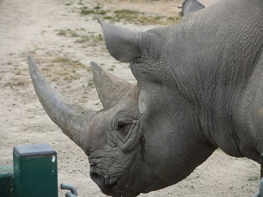 rinoceronte, animal, fauna silvestre, mamífero, salvaje, cuerna