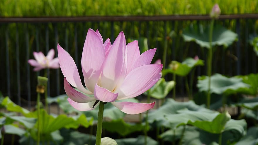 lotus, çiçek, Lotus çiçeği, pembe çiçek, yaprakları, pembe yaprakları, Çiçek açmak, suda yaşayan bitki, bitki örtüsü