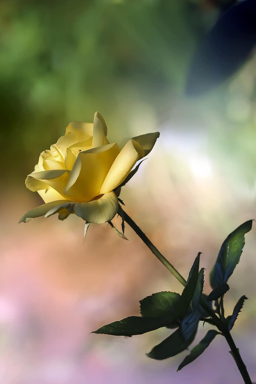 floare galbenă, trandafir galben, Trandafir, natură, frunze, a închide, plantă, floare, vară, petală, frumusețe în natură