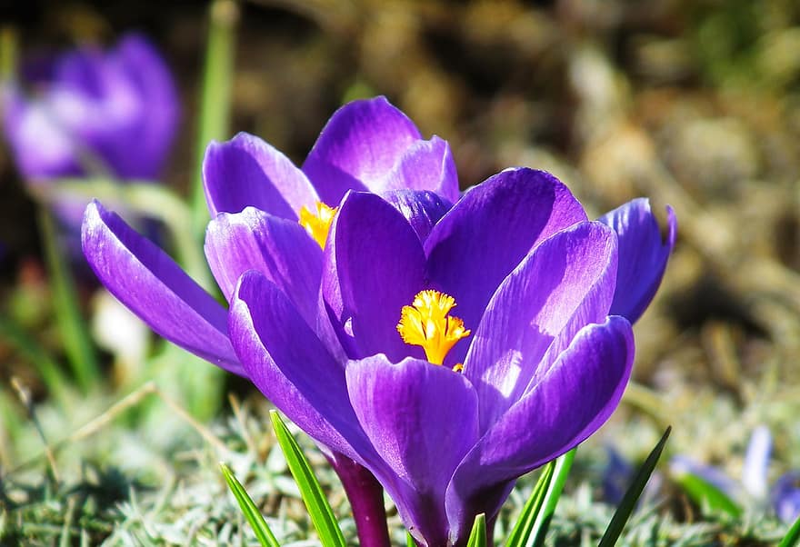 Crocuses, Flowers, Purple Flowers, Meadow, Garden, Spring, flower, plant, flower head, close-up, springtime