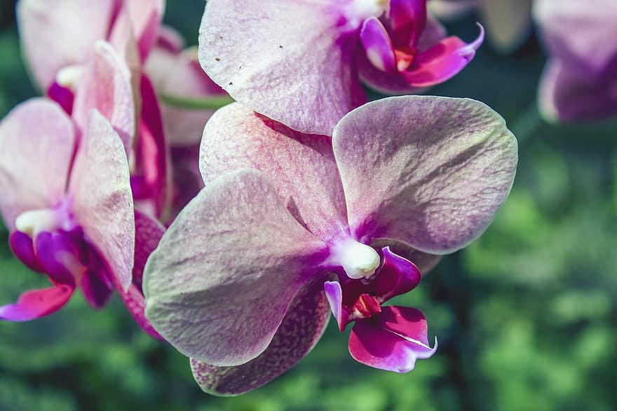 orchidee, fiori, fiori viola, petali, petali di orchidea, fioritura, fiorire, flora, piante, natura, pianta