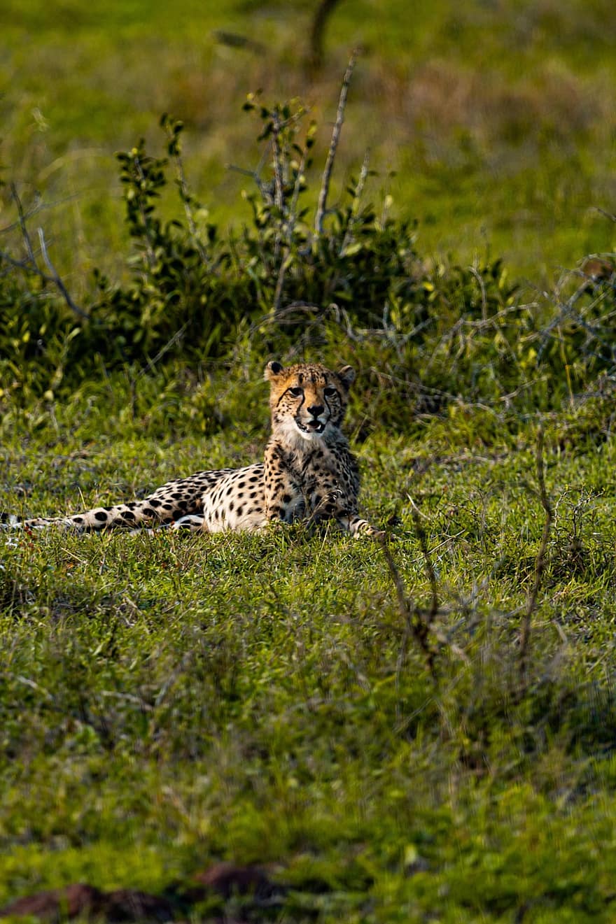 cheetah, dier, safari, Zuid-Afrikaanse cheeta, zoogdier, grote kat, wild dier, roofdier, dieren in het wild, fauna, wildernis