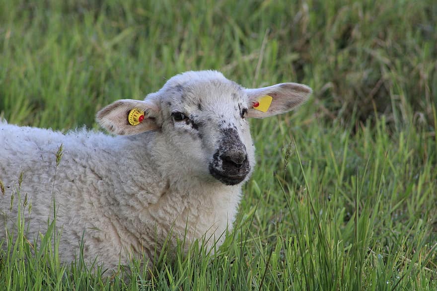 Cordeiro, ovelha, Primavera, natureza, animal, pasto, grama, Fazenda, cena rural, Prado, pecuária