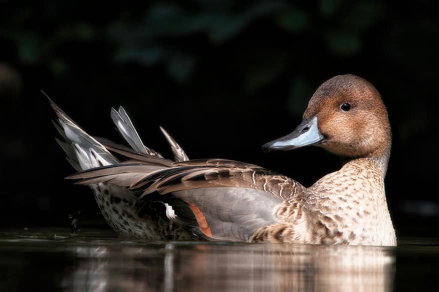 Duck, Mallard, Bird, Waterfowl, Water Bird, Aquatic Bird, Animal, Pond, Nature