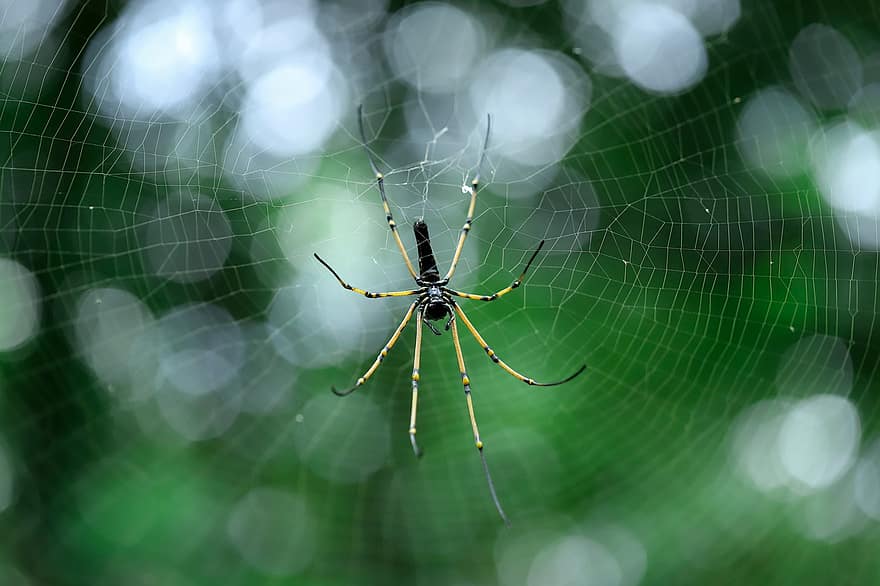edderkopp, arachnid, spindelvev, web, orb, vever, insekt, bug, edderkoppfobi, natur, dyreliv