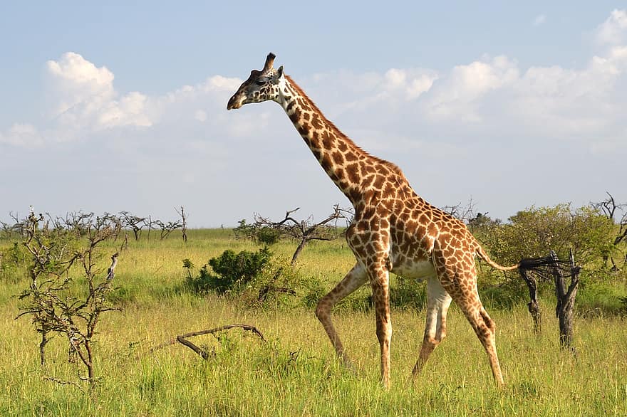 Masai Giraffe, Tier, Masai Mara, Afrika, Tierwelt, Säugetier, Giraffe, Tiere in freier Wildbahn, Savanne, Safaritiere, einfach