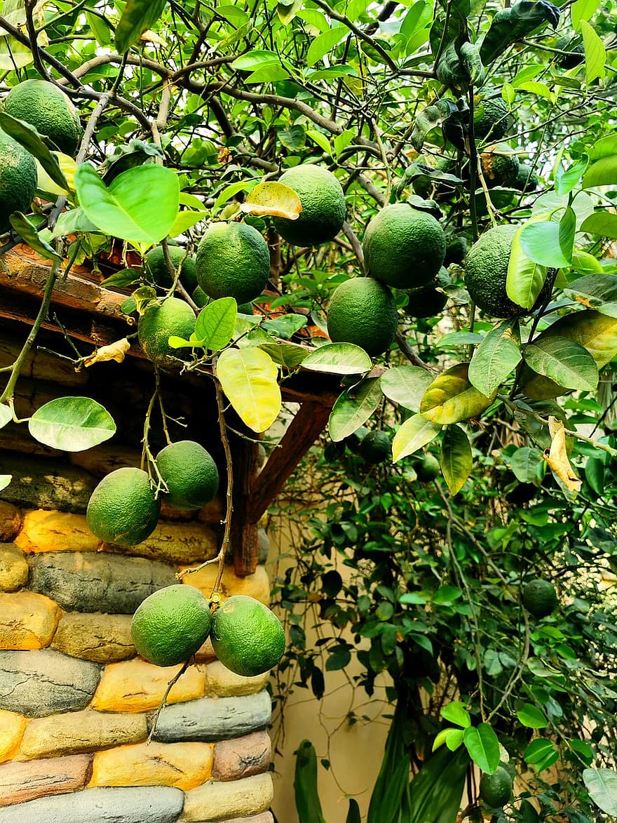 citromfa, citrom, barlang, gyümölcs, frissesség, citrusfélék, zöld szín, levél növényen, élelmiszer, organikus, nyári