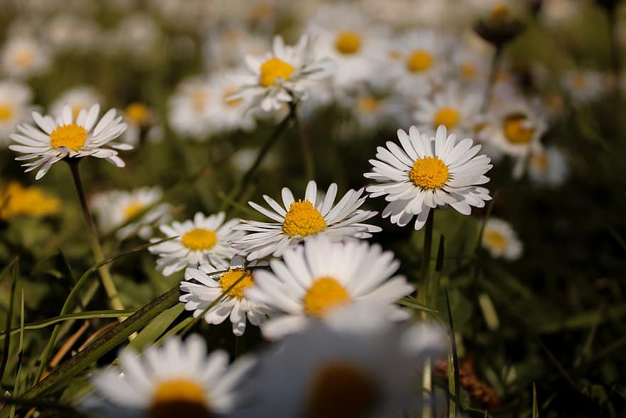 デイジー、フラワーズ、咲く、白いヒナギク、白い花、白い花びら、花、フローラ、花卉、園芸、庭園