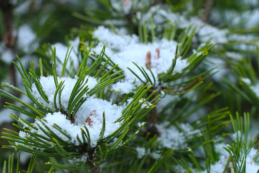 pin, gel, branche, aiguilles de pin, brindille, neige, la glace, conifère, épicéa, à feuilles persistantes, hiver
