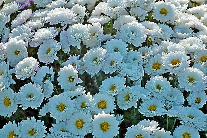crizanteme, flori, flori albe, petale, albe de petale, a inflori, inflori, floră, plante, plantă, floare