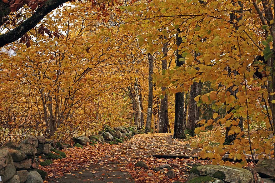 ceļš, mežs, rudenī, koki, meži, lapas, zaļumi, kritums, raksturs