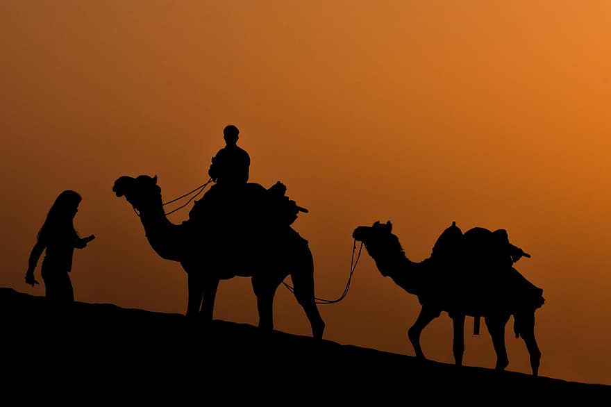 camello, postre, naturaleza, naranja, silhoutte