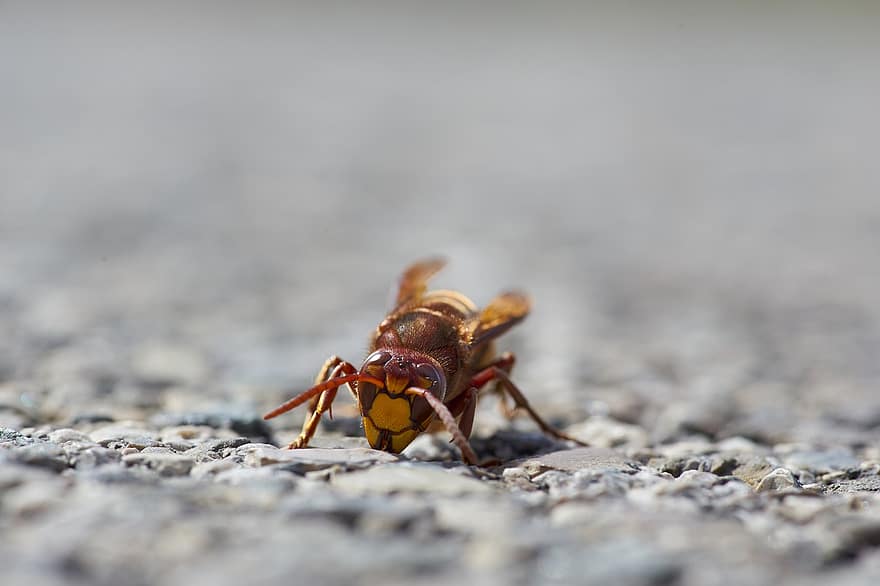 Hornet, Insect, Ground, Wasp, Antennae, Nature, Macro