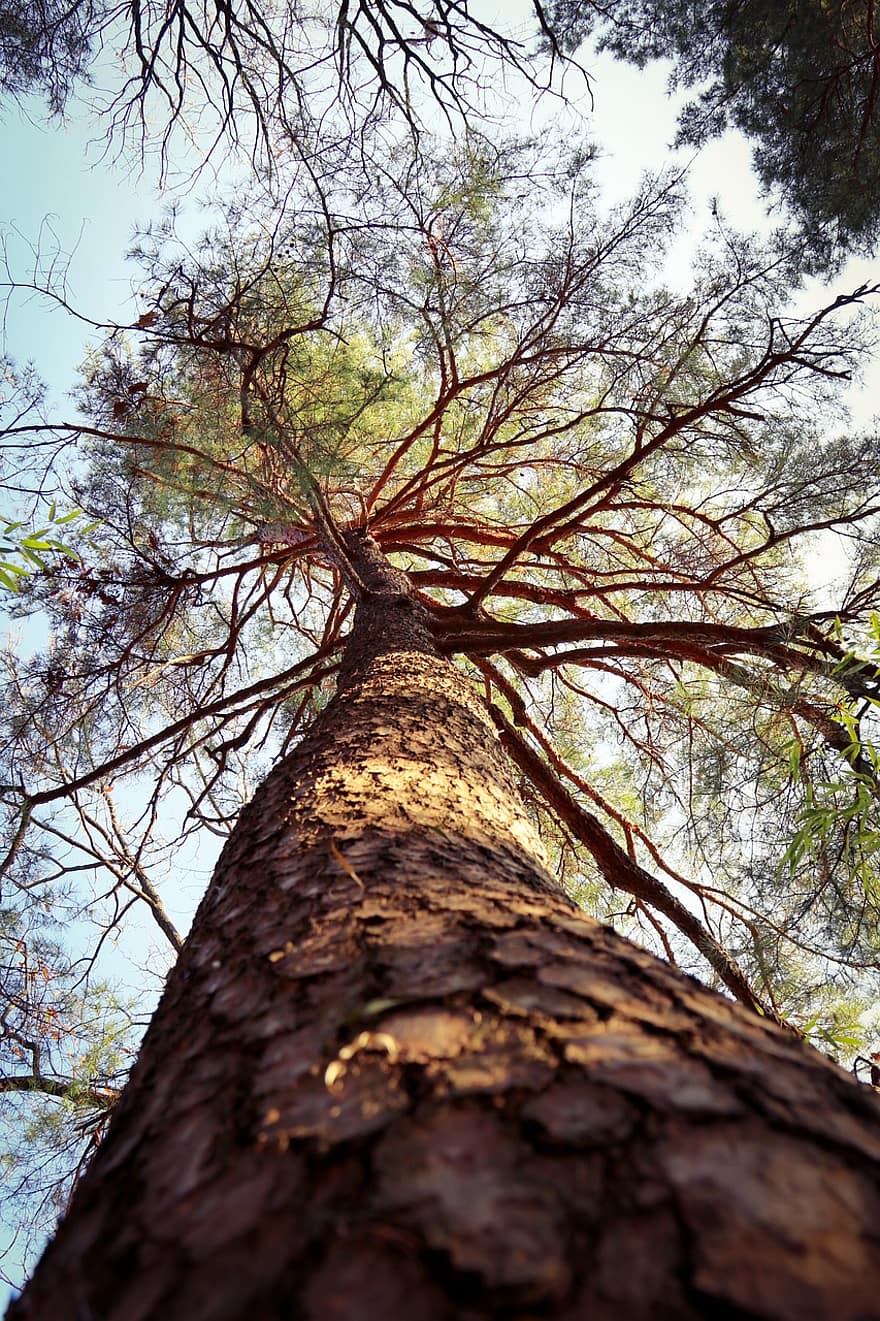 Tree, Trunk, Canopy, Pine, Pine Tree, Red Pine, Plant, Bark, Wood, Forest, Nature