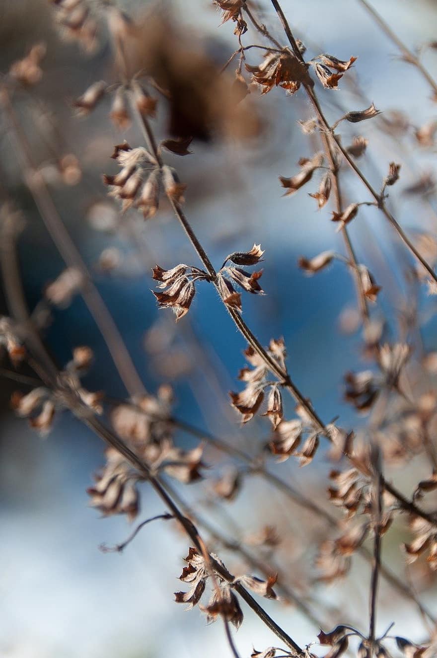 Flowers, Plant, Dried, Winter, Stem, Withered, Dried Flowers, close-up, branch, leaf, tree