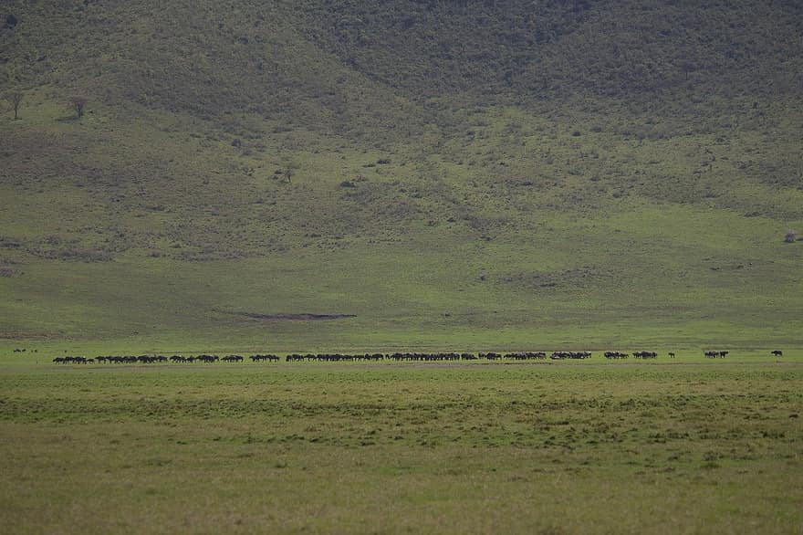 wildebeest, μετανάστευση, κρατήρας ngorongoro, φύση, άγρια ​​ζωή, σαφάρι, ερημιά, προοπτική, Μεταναστεύσεις Ζώων, έχων όπλας, μηρυκαστικά