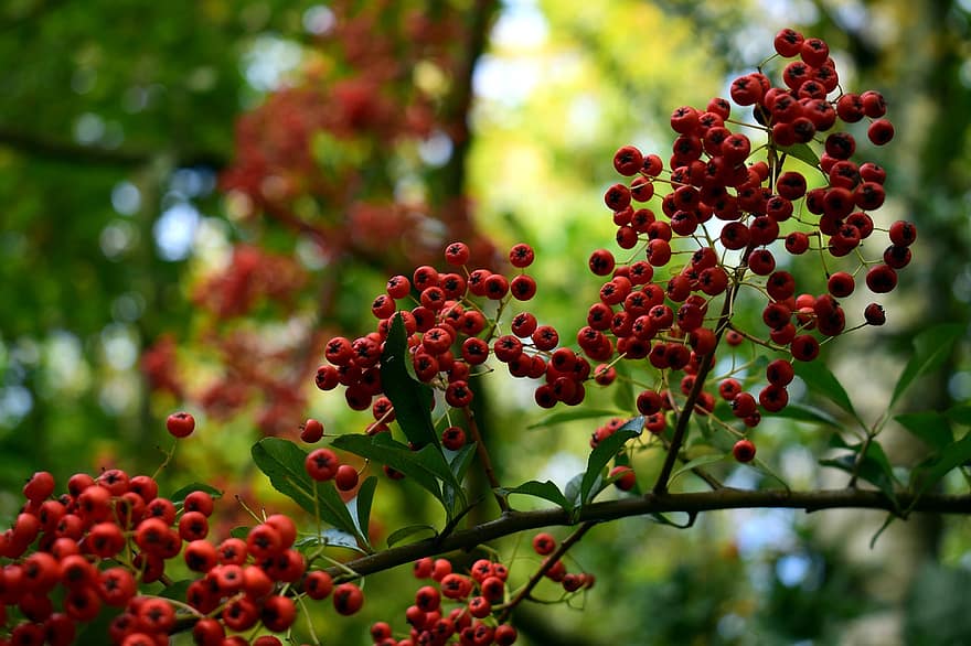 Rowan, baies, feuillage, feuilles, forêt, l'automne, la nature